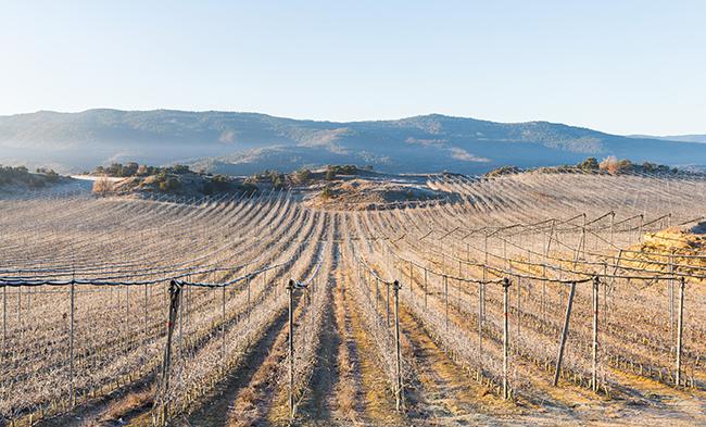 Panorámica de un viñedo en espaldera, sistema que destruye el hábitat de las aves esteparias (foto: Diego Delso / Wikicommons).