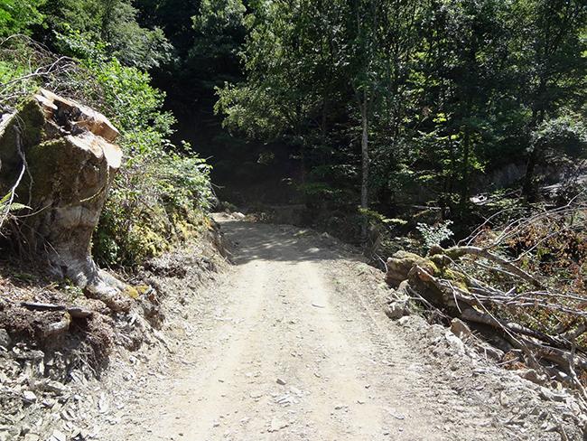 Daños a la vegetación en un tramo de la pista forestal abierta recientemente entre Asturias y León (foto: Coordinadora Ecoloxista d’Asturies).