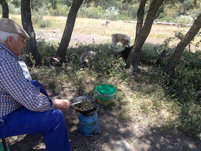 El pastor más veterano prepara la comida mientras el rebaño descansa vigilado por uno de los mastines (foto: Vicente Jurado).