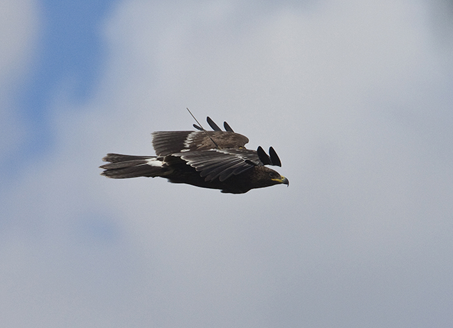 Águila moteada en vuelo, con la antena de su emisor visible en el dorso. Este ejemplar es objeto de seguimiento por parte de un equipo de especialistas en Estonia (foto: Urmas Sellis).