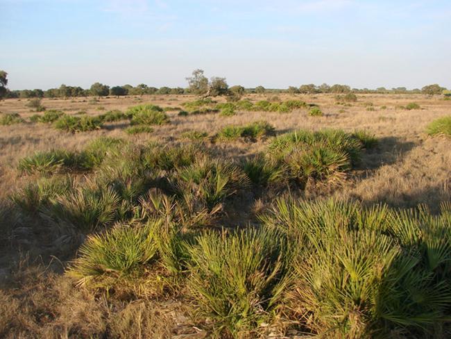 Palmitos en la parcela de Matasgordas (Doñana) antes del incendio (foto: autores).