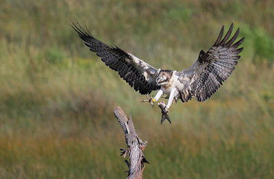 Una de las águilas pescadoras liberadas en 2016 en Urdaibai se dispone a posarse, mientras acarrea un pez medio devorado (foto: Urdaibai Bird Center)