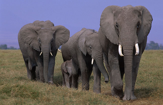 Manada de elefantes de sabana (foto: WWF / Martin Harvey).