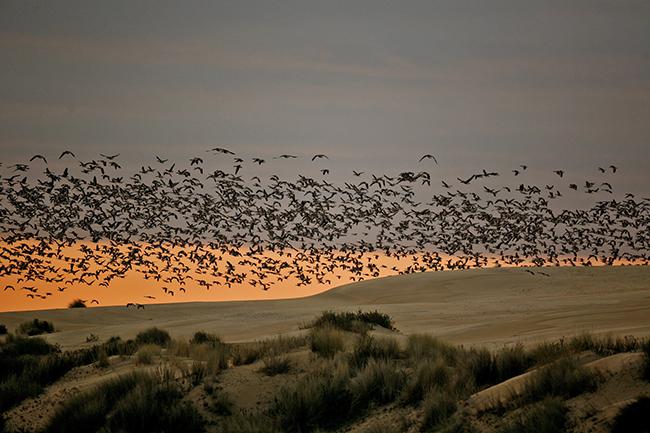 Un grupo de gansos sobrevuela el Cerro de los Ánsares, en el Parque Nacional de Doñana (foto: J. M. Pérez de Ayala / SEO BirdLife).
