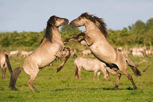 Lucha de machos de konik, una de las razas de caballos salvajes con las que trabaja Rewilding Europe (foto: Mark Hamblin / Wild Wonders of Europe).