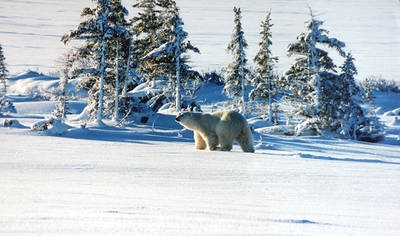 Oso polar en la zona de Churchill, al norte de Canadá (foto: Brocken Inaglory / Wikicommons).