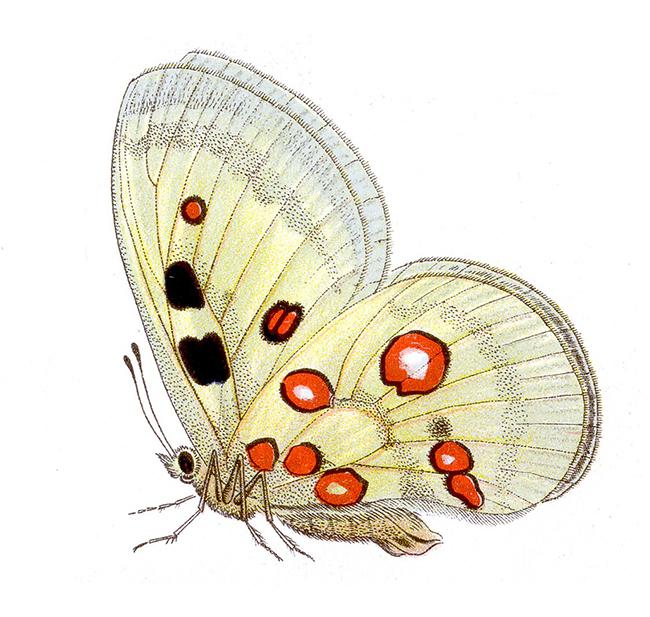 Parnassius apollo. Dibujo: Jacob Hübner (1761-1826).