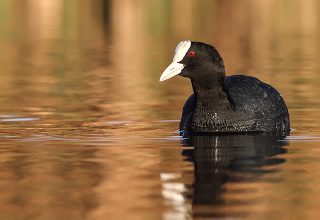 La focha común es una de las aves acuáticas más abundantes en los humedales españoles (foto: Javier García).