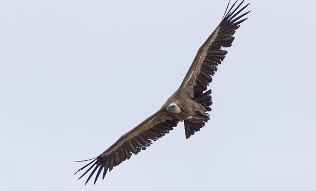 Buitre leonado de la colonia del Refugio de Rapaces de Montejo (foto: Jesús Rodríguez Sánchez).