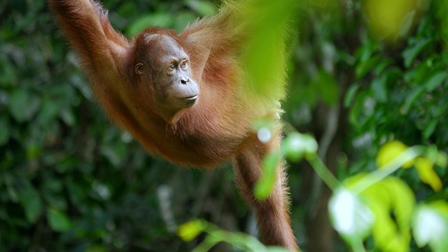 Los bosques del planeta y sus moradores son protagonistas en la serie documental “Planeta Selva” (foto: Terra Incognita Docs).