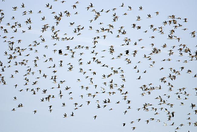 Bando formado por varios cientos de agujas colinegras en los arrozales de las Vegas Altas del Guadiana, donde se llegan a concentrar más de 24.000 ejemplares de esta especie durante el periodo migratorio (foto:. Domingo Rivera).

