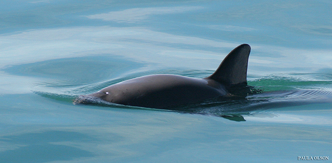 Una vaquita emerge a la superficie en aguas del golfo de California (México). Foto: paula Olson / NOAA.

