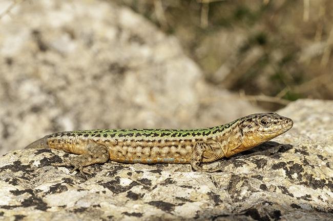 Lagartija de las pitiusas de la población existente en Ibiza (foto: enrique Ayllón).

