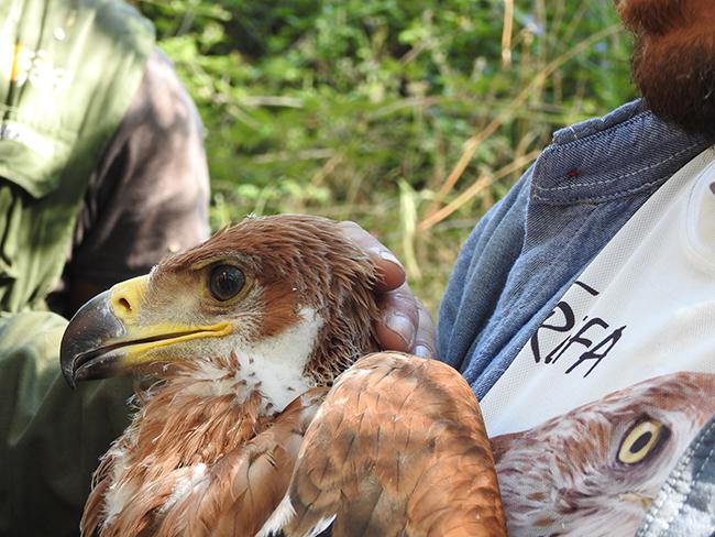 Primer plano del águila imperial Aulencia durante su marcaje con GPS en 2016 (foto: Grefa).

