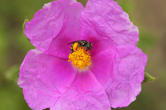 Hembra de la abeja solitaria Flavipanurgus venustus sobre la flor de la jara rizada (Cistus crispus). Foto: Curro Molina.

