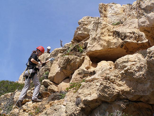 El personal encargado de erradicar la uña de gato del cabo de Cala Figuera tuvo que utilizar técnicas de escalada (foto: Eva Moragues).

