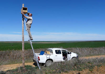 Un naturalista instala un nidal para lechuza común (foto: Grefa).