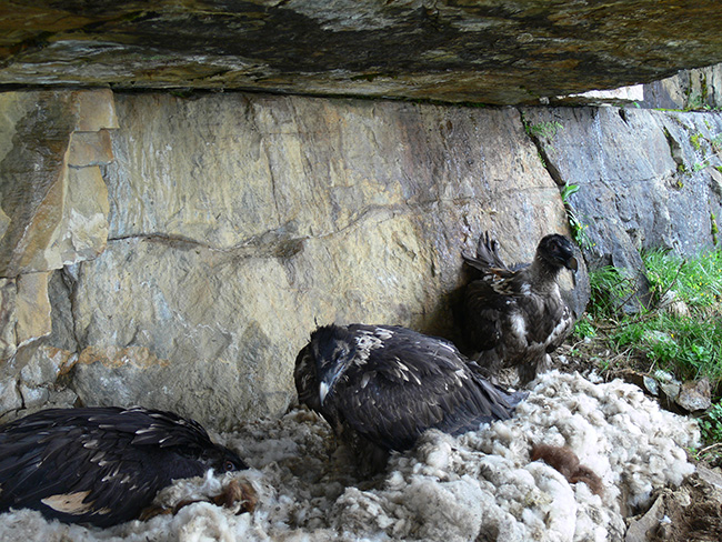 Tres pollos de quebrantahuesos reintroducidos reposan en su cueva de hacking en los Alpes suizos (Daniel Hegglin / Swild.ch).

