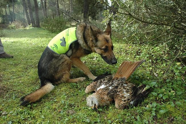 Un perro adiestrado olfatea el cadáver de un milano real (foto: Junta de Andalucía).