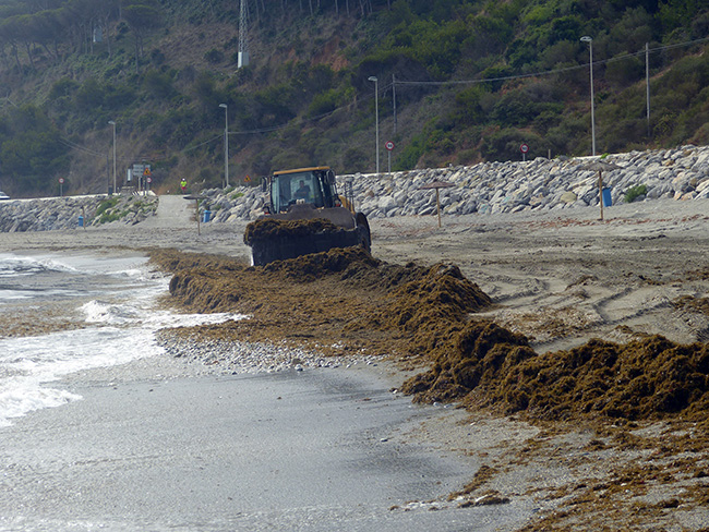 Retirada de arribazones del alga asiática Rugulopteryx okamurae en la playa de Calamocarro (Ceuta) en julio de 2016 (foto: Francisco Javier Martínez).

