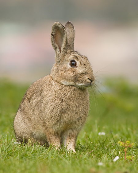 Conejo (foto: JJ Harrison / Wikicommons).