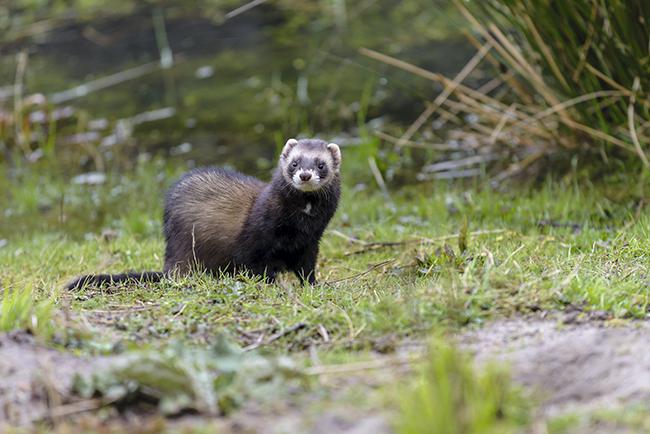 Un turón en su hábitat observa el entorno. La escasez de esta especie había pasado desapercibida hasta tiempos recientes (foto: Bildagentur Zoonar / Shutterstock).