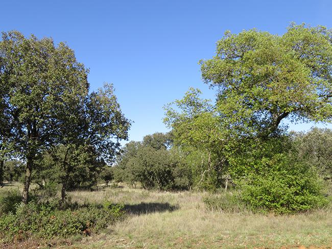 Bosque abierto de encinas y quejigos en Monte el Viejo, a mediados de la primavera (foto: Ángel Hernández).