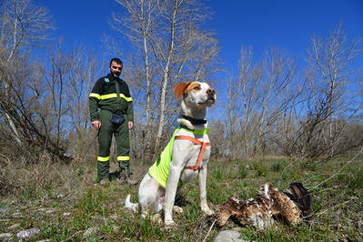 Un miembro del Cos d’Agents Rurals de la Generalitat de Cataluña, con un perro especializado en detectar veneno, junto al cadáver de un milano real (foto: Albert Gispert y Josep María Capella).

