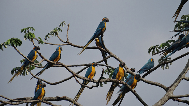 Grupo con varios ejemplares de guacamayo barbazul, fotografiado en un dormidero (foto: Tjalle Boorsma / Armonía).

