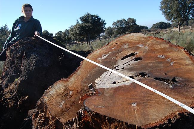 Corte donde se aprecia la magnitud de una de las encinas centenarias taladas en el Campo Charro salmantino (foto: WWF España).

