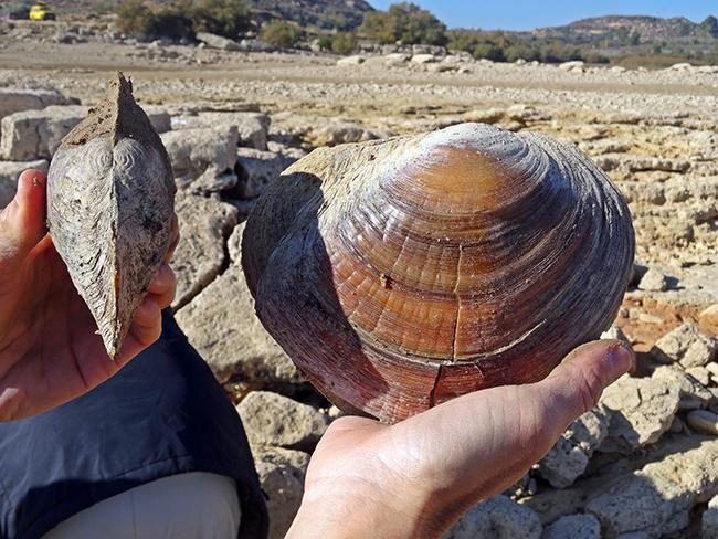 Visión dorsal y lateral de ejemplares de almeja asiática del cieno recogidas en el embalse de Mequinenza, en Caspe (Zaragoza). Foto: Gobierno de Aragón.

