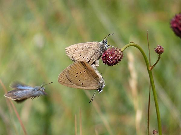 Cópula de mariposa hormiguera oscura, especie amenazada incluida en el proyecto de la Asociación de Naturalistas Palentinos (foto: F. Jubete).