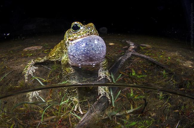 Macho de sapo corredor (Epidalea calamita) cantando en una charca efímera de Alpedrete (foto: Álvaro Herrero).

