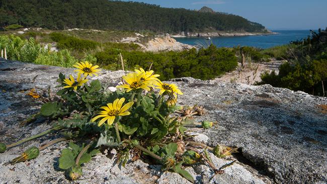 Ejemplar de margarita africana (Arctotheca calendula) naturalizado en las islas Cíes (foto: Fernando Rey).

