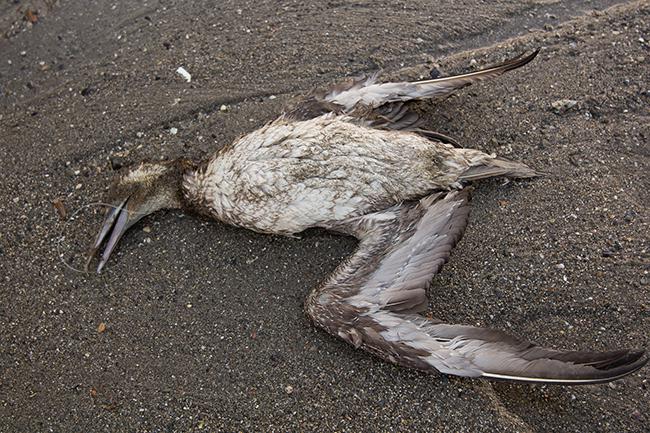 Alcatraz joven hallado muerto en un playa de Fuengirola (Málaga). Foto: Salvador García.