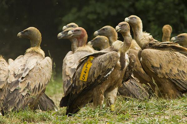 Buitres leonados en un muladar, uno de ellos con marcas alares (“L45”). Foto: Yeray Seminario / Birding The Strait.

