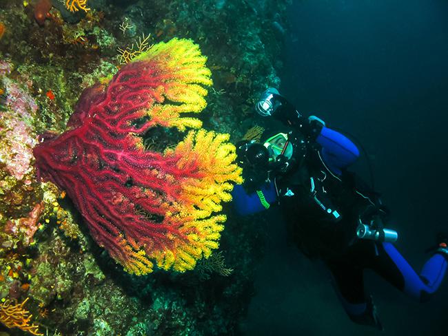 Un buceador examina una gorgonia roja (Paramuricea clavata), una de las 17 especies de antozoos que la UICN considera amenazadas en el mar Mediterráneo (foto: Jure Gasparic /Dreamstime.com).



