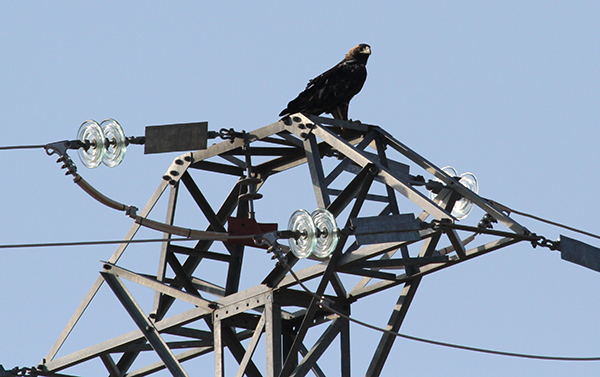 Águila imperial adulta posada en lo alto de un apoyo con cruceta tipo bóveda de amarre en celosía (foto: Juan Pablo Castaño).

