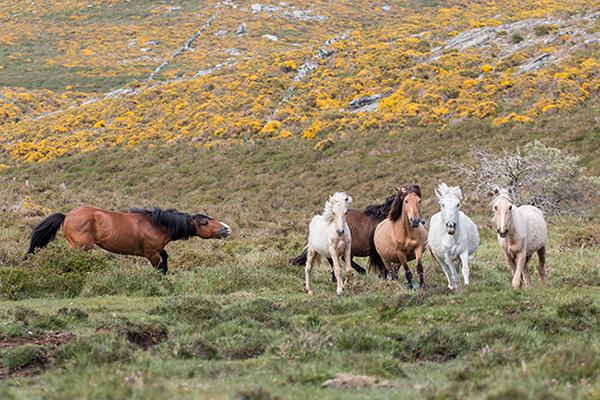Caballos salvajes en la Serra do Cando (Pontevedra). Un garañón conduce a un grupo de yeguas y hembras subadultas hacia su manada (foto: David García Eirín).

