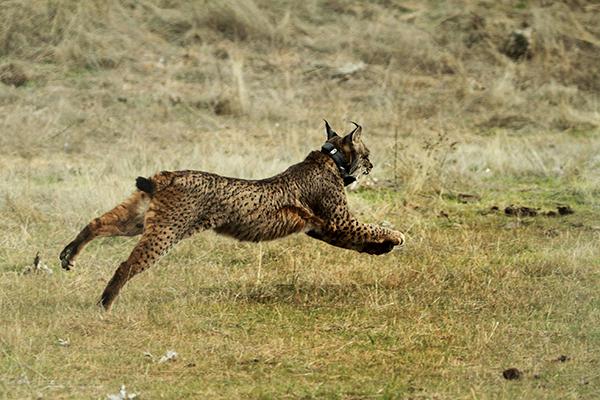 Lince ibérico liberado en una de las sueltas realizadas por el proyecto LIFE-lince en Guadalmellato
(Córdoba). Foto: Alfonso Roldán.

