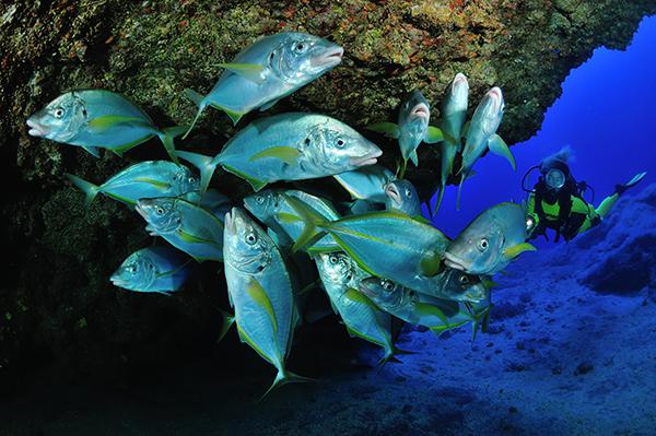 Un buceador observa a un grupo de peces en el Mar de Las Calmas (El Hierro, Canarias). Foto:
WWF España.

