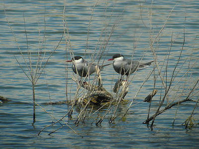 Pareja de fumareles cariblancos en la Laguna de Meco, donde esta especie es reproductora (foto Alejandro Aparicio).



