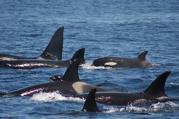Grupo de orcas de diferentes sexos y edades en el Estrecho de Gibraltar (foto: Circe).

