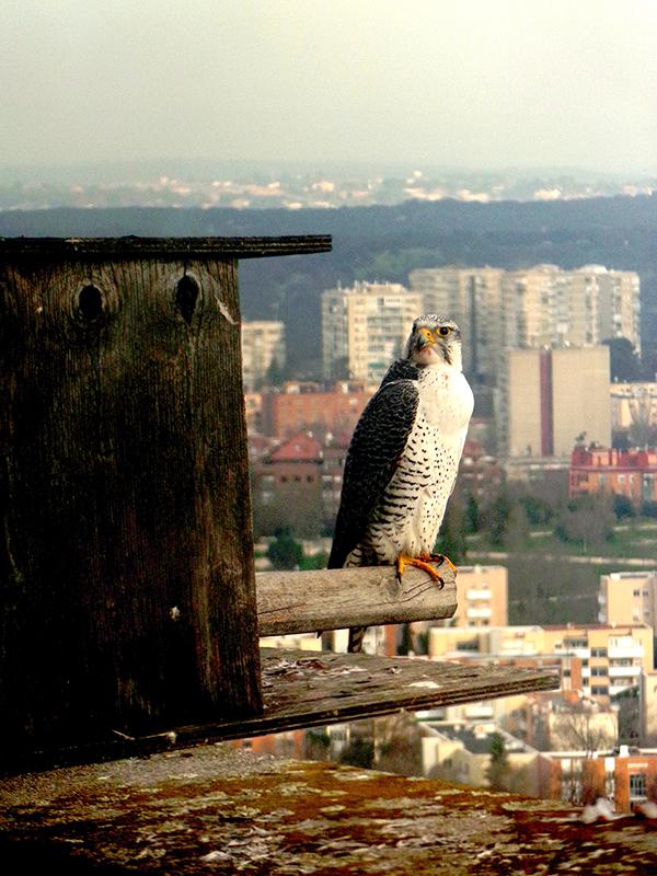 Un halcón de cetrería descansa posado junto a una caja nido ocupada por una pareja de la misma especie en el edificio del hospital Gómez Ulla (Madrid). Foto: Arantza Leal.

