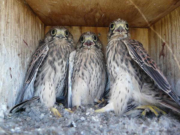 Pollos de cernícalo vulgar en una caja nido instalada en Castilla y León para el control biológico del topillo (foto: Grefa).