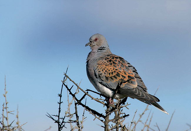 Tórtola común o europea (Streptopelia turtur). Foto: Erni / Shutterstock.

