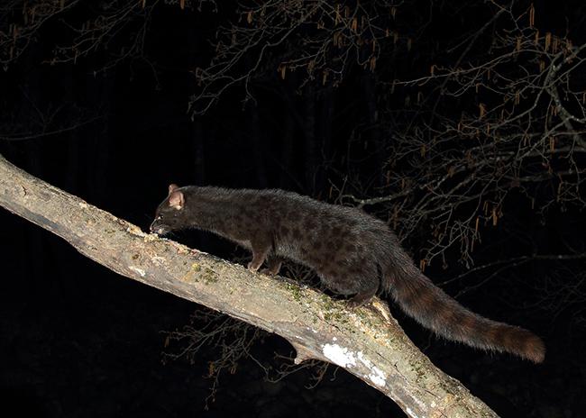 Gineta melánica encaramada a la rama de un árbol en el valle del Jerte (foto: Fernando Mostacero).


