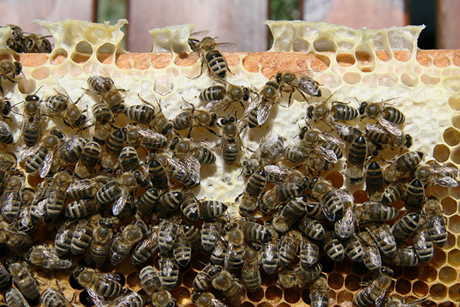 El estudio de campo publicado en Science confirma el grave impacto de los neonicotinoides en las abejas melíferas (foto: Waugsberg / Wikicommons).