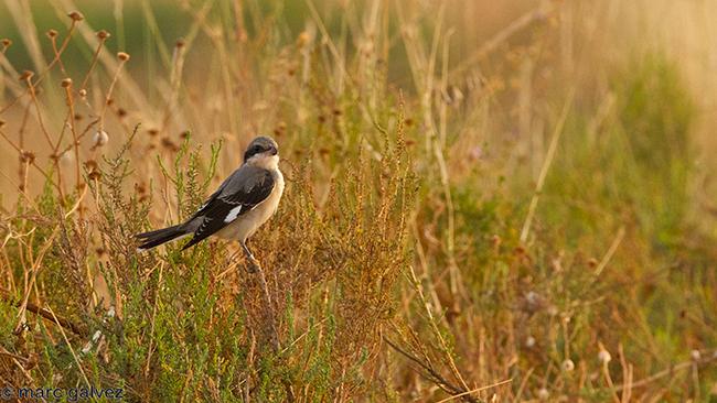 Alcaudón chico criado en cautividad y liberado en la zona de reintroducción de la especie en la provincia de Lleida (foto: Marc Gálvez / Trenca).