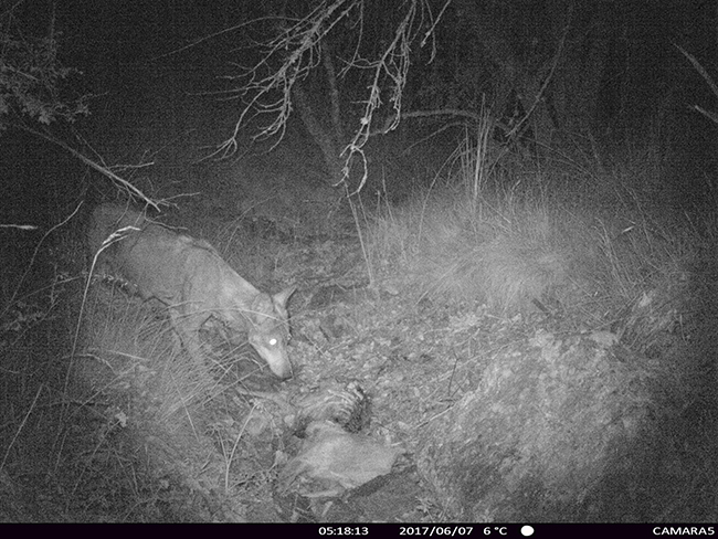 Hembra de lobo con las mamas visibles, captada recientemente con foto-trampeo en el norte de la provincia de Guadalajara (foto: Abraham Prieto).

